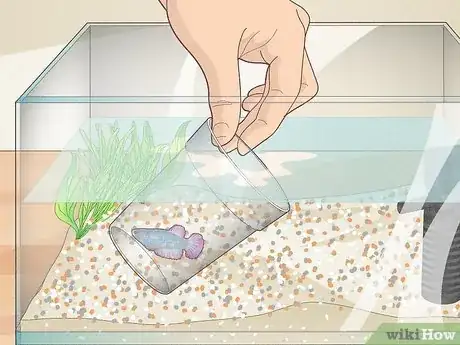 Image titled Clean a Betta Fish Tank Step 5