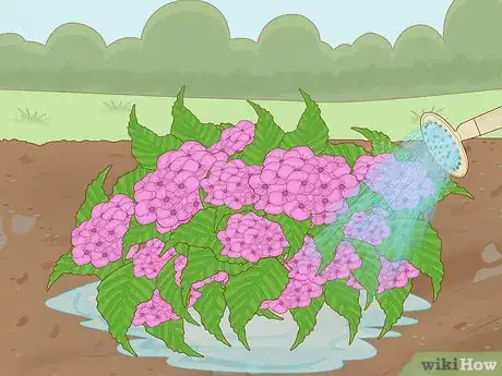 Image titled Change the Color of Hydrangeas Step 8