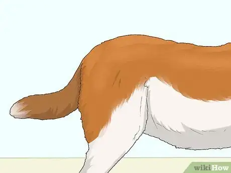 Image titled Identify a Saint Bernard Step 5