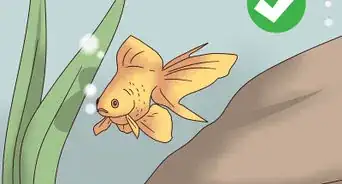 Take Care of Your Carnival Goldfish