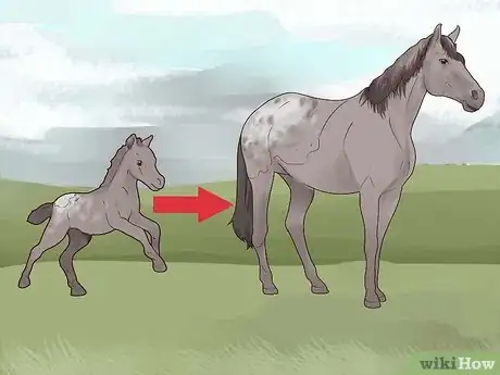 Image titled Identify an Appaloosa Horse Step 12