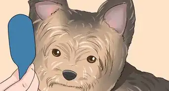 Trim a Yorkie's Face