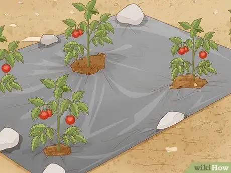 Image titled Prepare the Soil for Tomato Plants Step 13