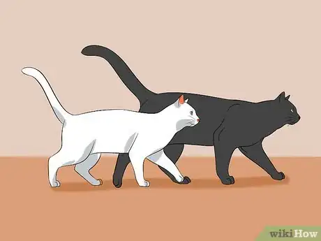 Image titled Know Your Cat's Age Step 9