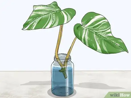 Image titled Grow Variegated Monstera Step 2