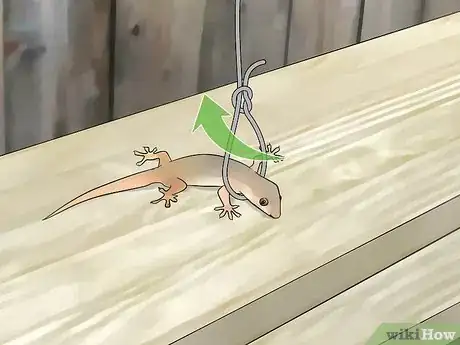 Image titled Catch a Lizard Step 14