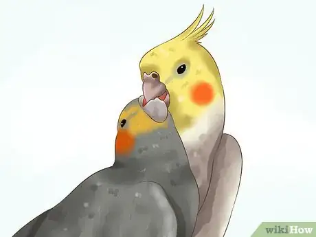 Image titled Tell if a Cockatiel Is Male or Female Step 10