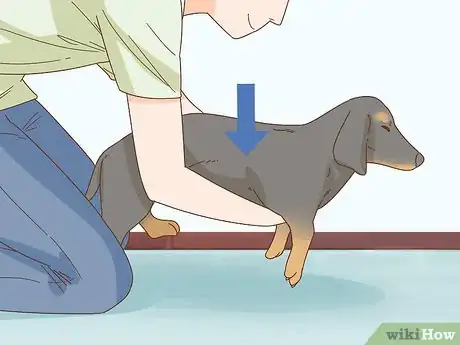 Image titled Hold a Dachshund Properly Step 6