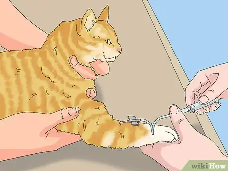 Image titled Treat a Cat with Bloody Diarrhea Step 3