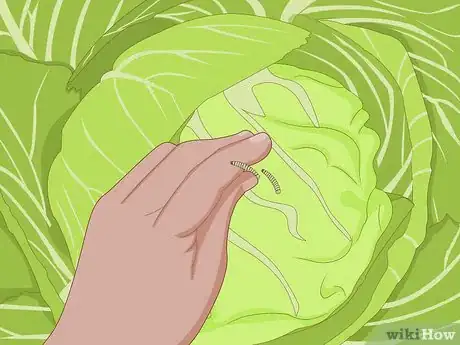 Image titled Grow a Cabbage Step 11