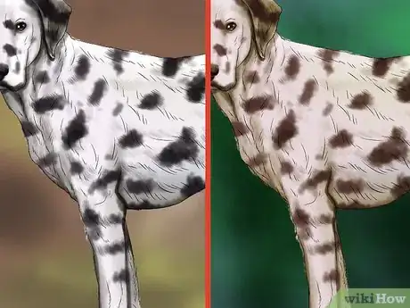 Image titled Identify a Dalmatian Step 1