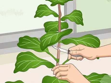 Image titled Revive a Fiddle Leaf Fig Step 13