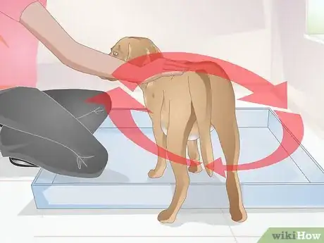 Image titled Accustom Your Pregnant Dog to the Whelping Box Step 7