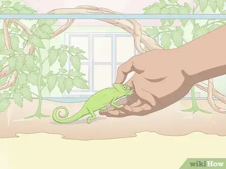 Image titled Take Care of a Chameleon Step 22