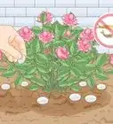 Grow Healthy Plants