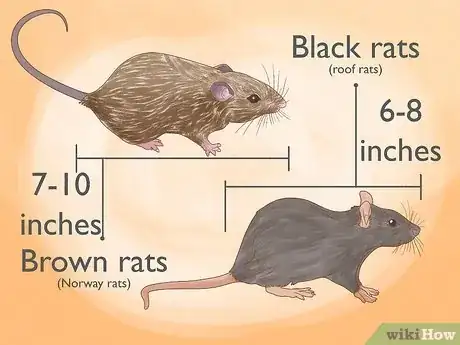 Image titled Catch a Rodent in Your House Step 2