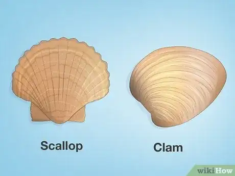 Image titled Clam vs Scallop Step 2