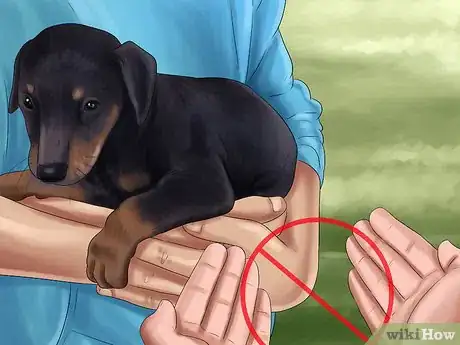 Image titled Care for Doberman Pincshers Step 8