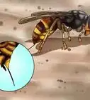 Identify a Hornet