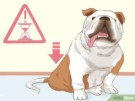 Image titled Determine if Your Dog Is Overweight Step 5