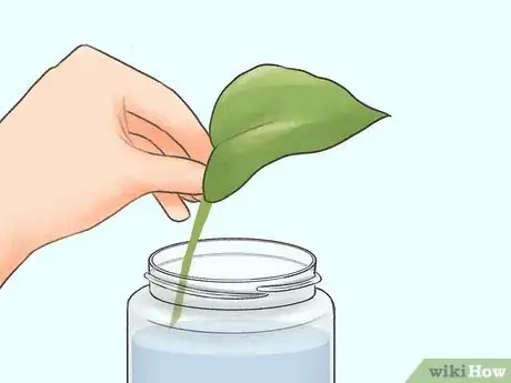 Image titled Grow Philodendron Step 2