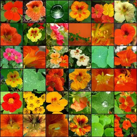 Image titled Nasturtiums