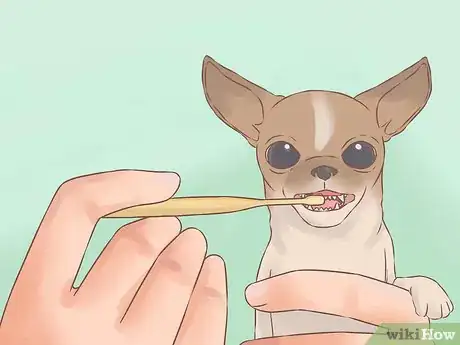 Image titled Care for Your Chihuahua Puppy Step 20