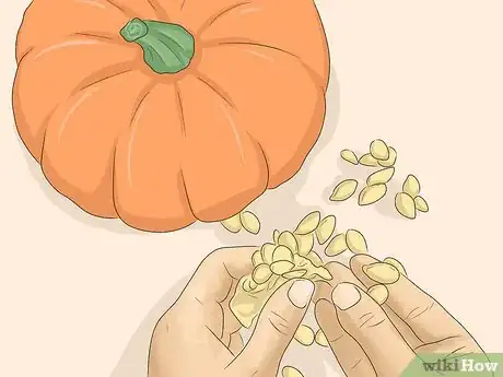 Image titled Grow Pumpkins Indoors Step 1