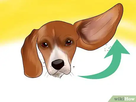 Image titled Identify a Beagle Step 2