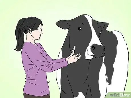 Image titled Identify Holstein Cattle Step 4