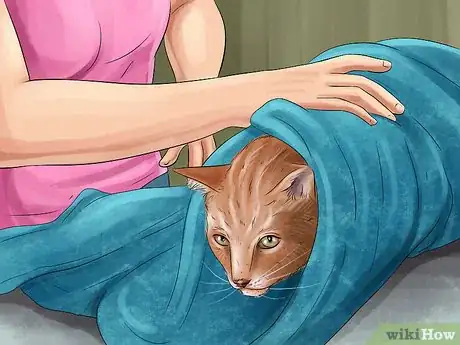 Image titled Immobilize an Injured or Frightened Cat Step 1