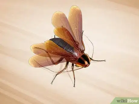 Image titled Identify a Cockroach Step 7