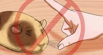 Get Your Guinea Pig to Stop Biting You