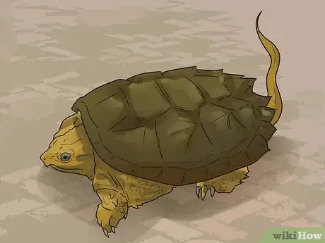 Image titled Take Care of a Land Turtle Step 6