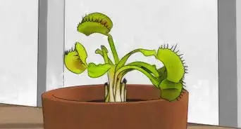 Choose a Venus Flytrap