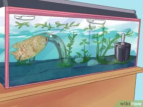 Image titled Breed Gouramis Step 11