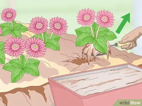 Image titled Grow Gerbera Daisies Step 17