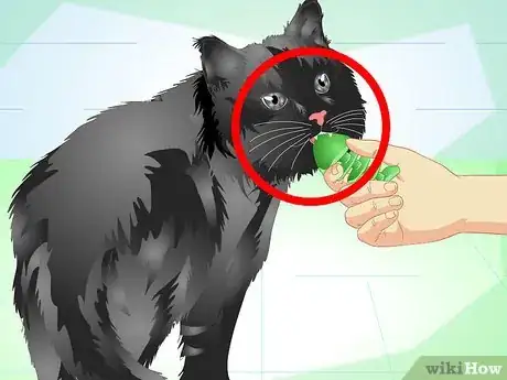 Image titled Get Rid of Bad Cat Breath Step 2