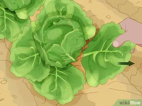 Image titled Grow Romaine Lettuce Step 15