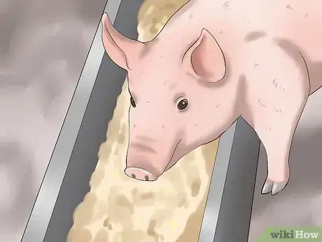 Image titled Increase the Weight of a Pig Step 5