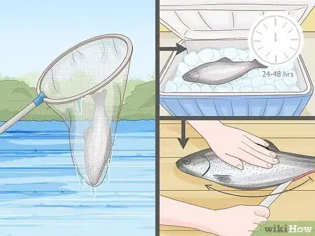 Image titled Clean a Fish Step 1