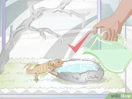 Image titled Teach a Bearded Dragon to Drink from a Water Bowl Step 4