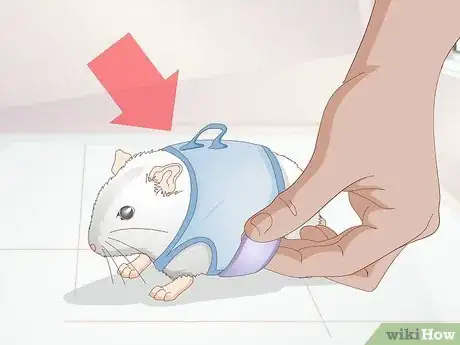 Image titled Walk Your Hamster Step 1