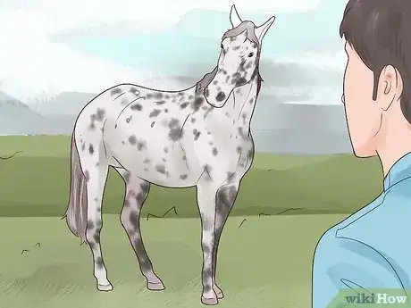 Image titled Identify an Appaloosa Horse Step 6