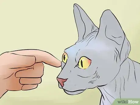 Image titled Tell if Your Cat Is Blind Step 8