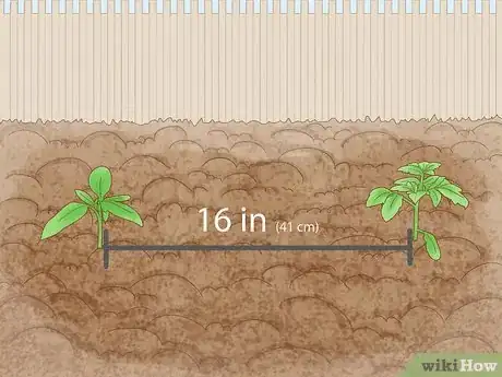 Image titled Grow Bush Tomatoes Step 9