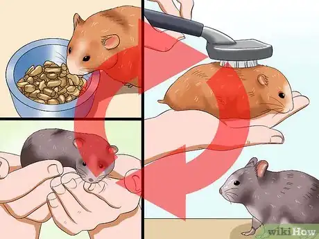 Image titled Get Hamsters to Stop Fighting Step 12