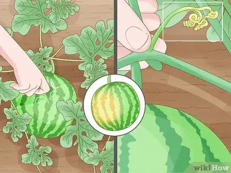 Image titled Grow Watermelons Step 10