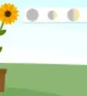 Grow a Sunflower in a Pot