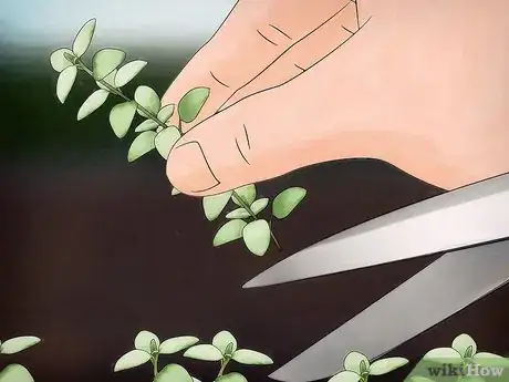 Image titled Grow Thyme Step 10